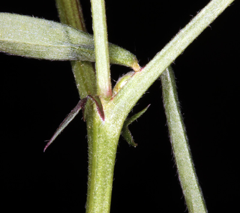 Fabacées - Vicia peregrina red 4.jpg