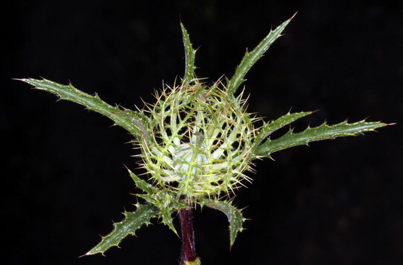 Astéracées - Carlina sp 1 - red 1.jpg