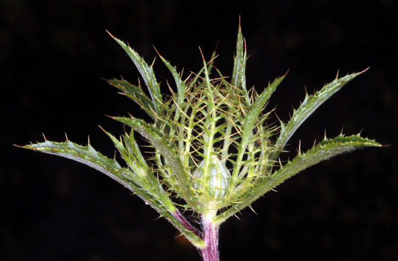 Astéracées - Carlina sp 1 - red 2.jpg