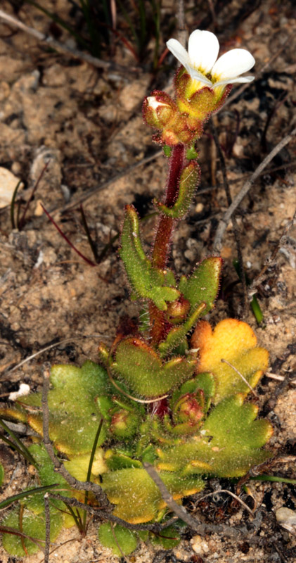 Saxifraga carpetana - Andalousie Sra Segura red 1.jpg