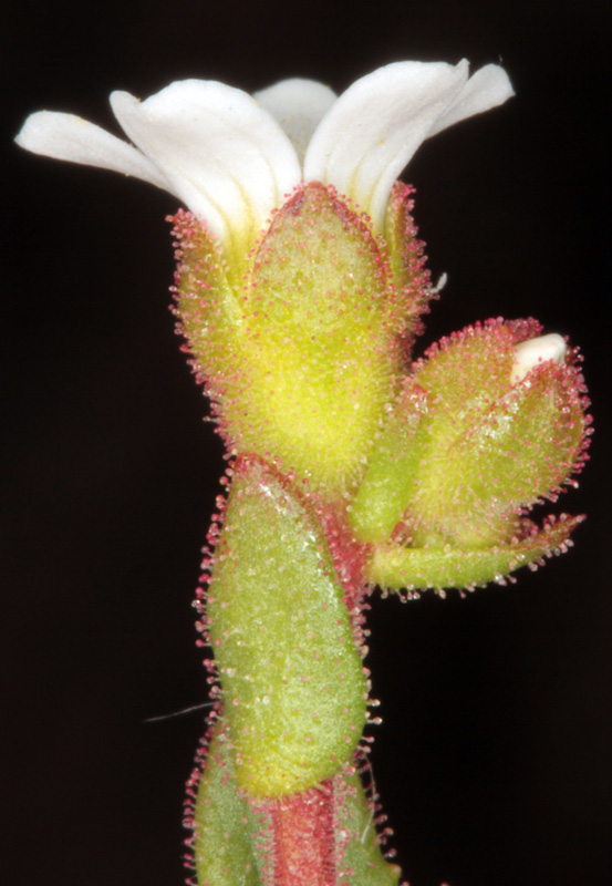 Saxifraga carpetana - Andalousie Sra Segura red 2.jpg