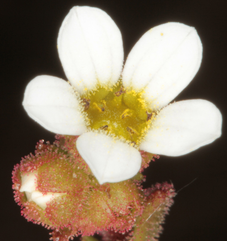 Saxifraga carpetana - Andalousie Sra Segura red 3.jpg