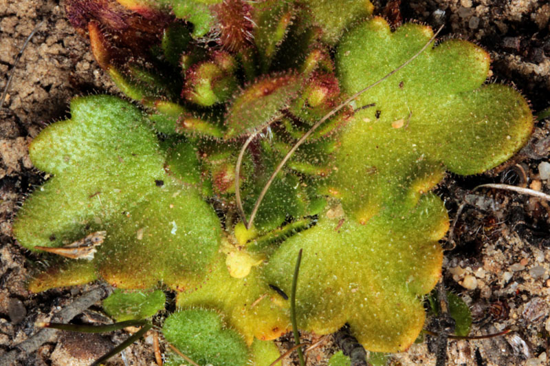 Saxifraga carpetana - Andalousie Sra Segura red 4.jpg