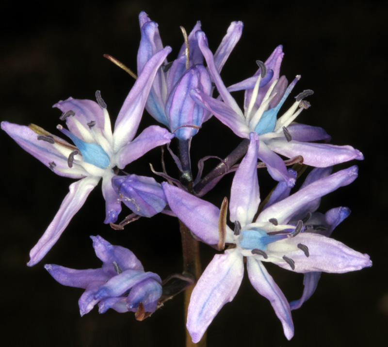 Asparagacées - Scilla sp1 - Andalousie Sra Cazorla red 3.jpg