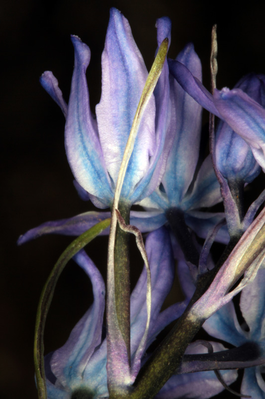 Asparagacées - Scilla sp1 - Andalousie Sra Cazorla red 5.jpg