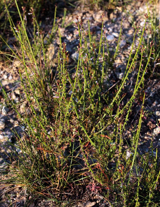 Brassicacées - X1 - Province de Murcia red 1.jpg