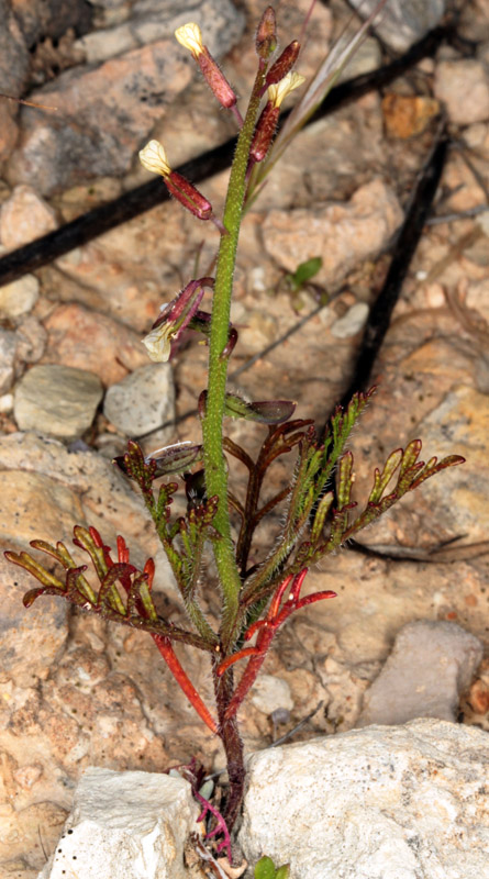 Brassicacées - X1 - Province de Murcia red 2.jpg