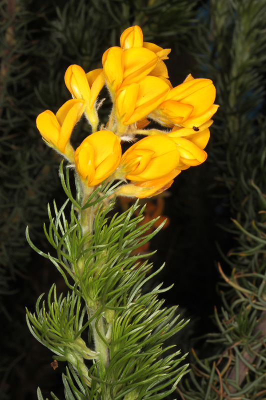 Fabacées - X1 - Andalousie Est Sra Alpujarras red 2.jpg