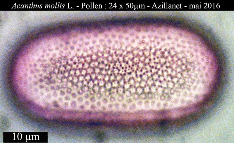 Acanthus mollis-6Pol-Azillanet-05 2016-LG.jpg