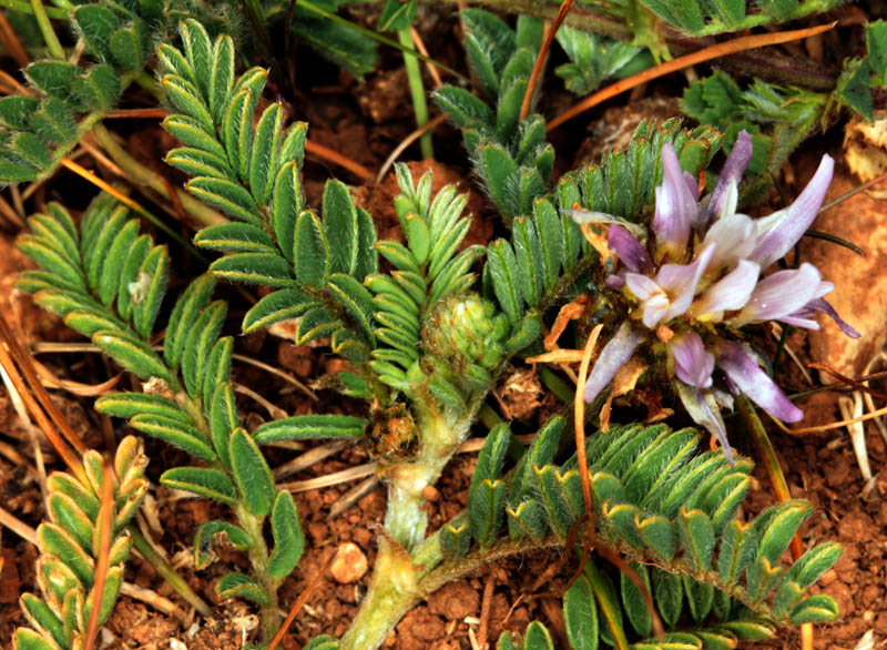 Fabacées - Astragalus sp 2 - Andalousie Alhama de Granada red 1.jpg