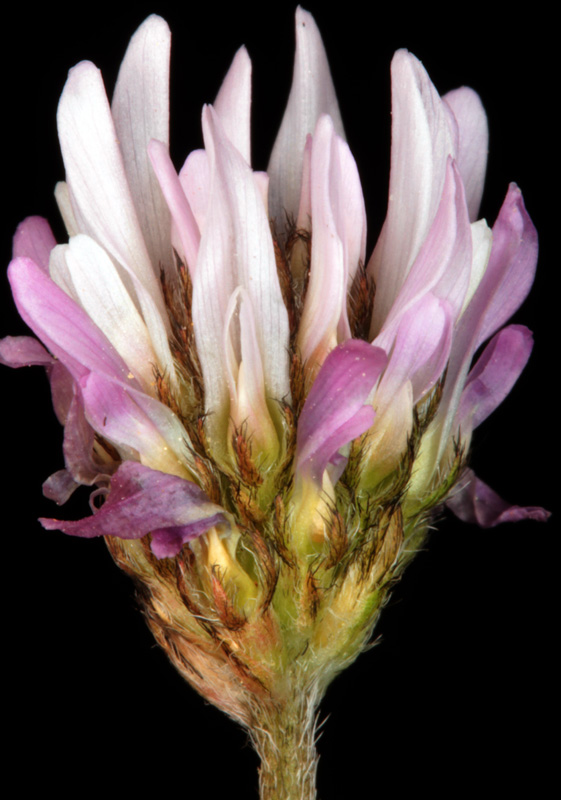 Fabacées - Astragalus sp 2 - Andalousie Alhama de Granada red 3.jpg