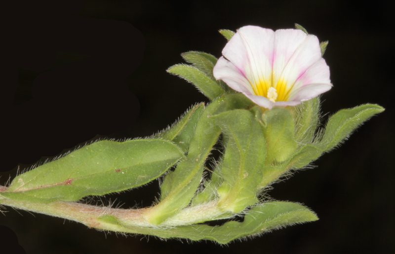 Convolvulacées - Convolvulus humilis red 1.jpg