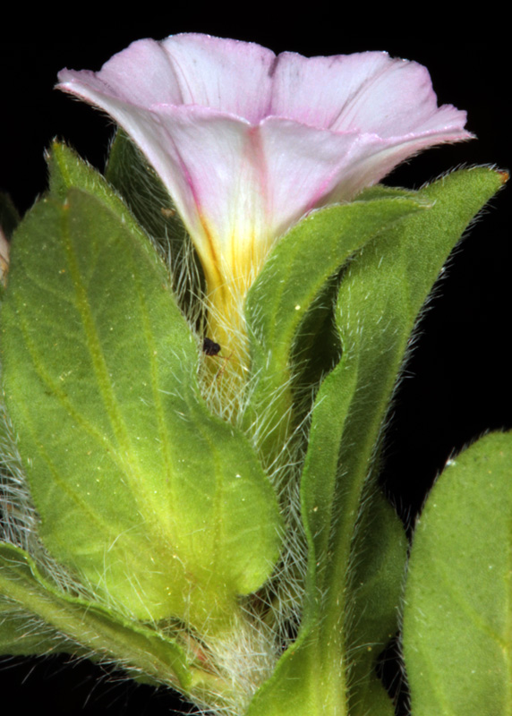 Convolvulacées - Convolvulus humilis red 2.jpg