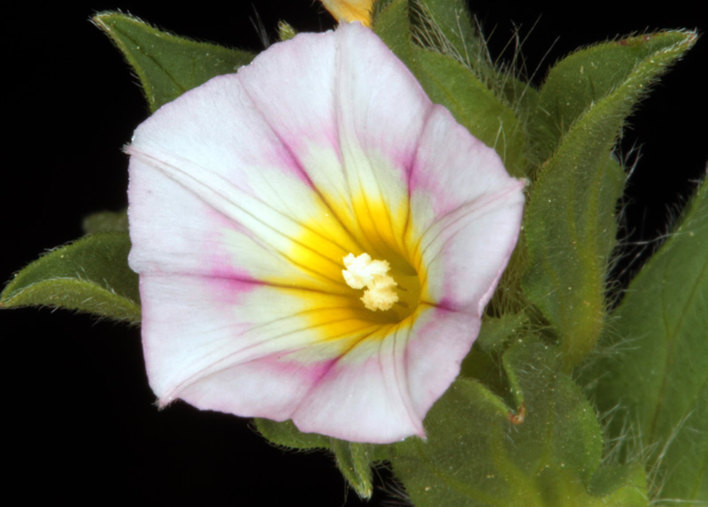 Convolvulacées - Convolvulus humilis red 3.jpg