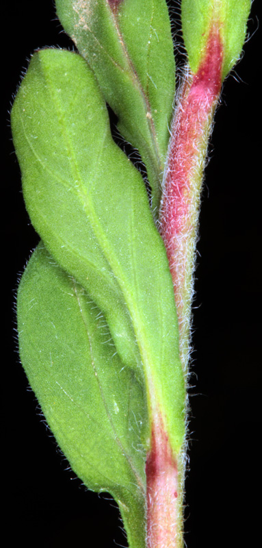 Convolvulacées - Convolvulus humilis red 4.jpg