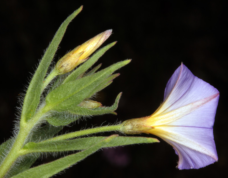 Convolvulacées - Convolvulus meonanthus red 1.jpg