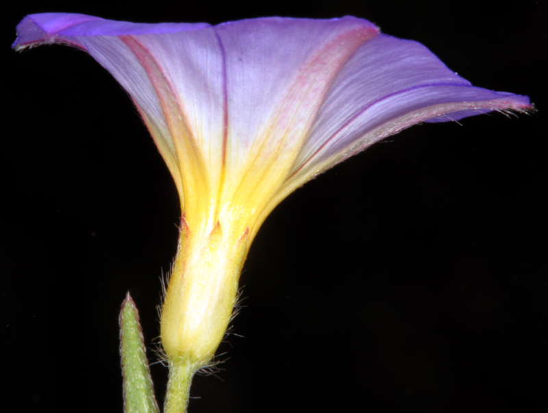 Convolvulacées - Convolvulus meonanthus red 2.jpg