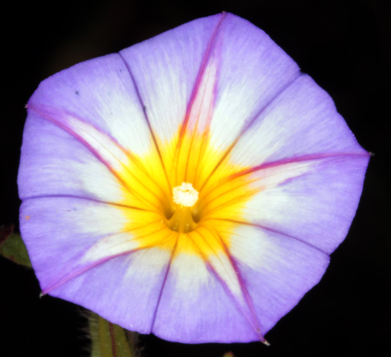 Convolvulacées - Convolvulus meonanthus red 3.jpg