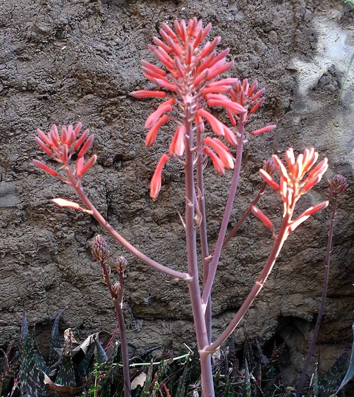 Aloe maculata-3aFl-PeyriacM-8 05 2017-ALG.jpg