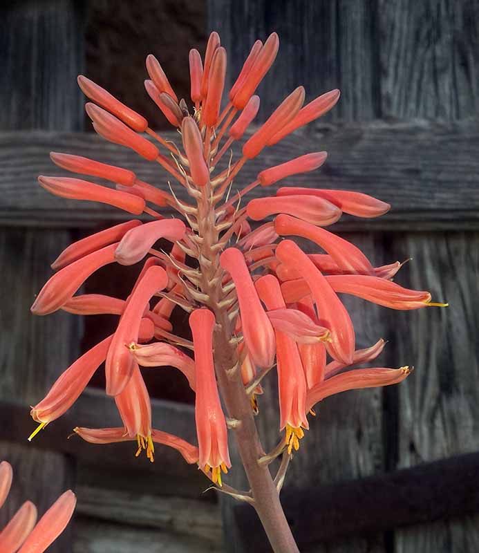 Aloe maculata-3bFl-PeyriacM-8 05 2017-ALG.jpg