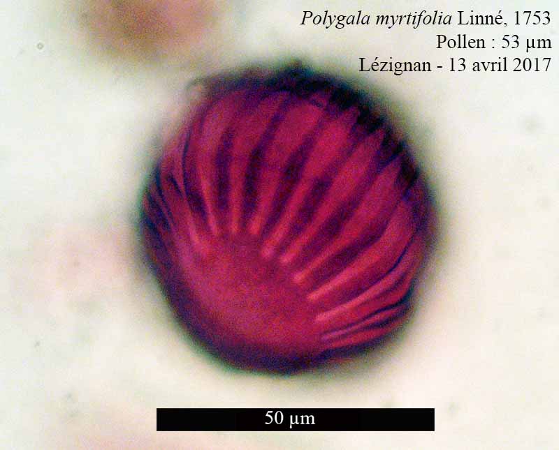 Polygala myrtifolia-4bPol-Lézignan-04 04 2017-LG.jpg