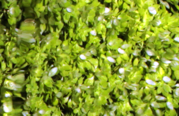 Plantaginacées - Callitriche stagnalis (C. des eaux stagnantes) - Landes 04-17 3.jpg