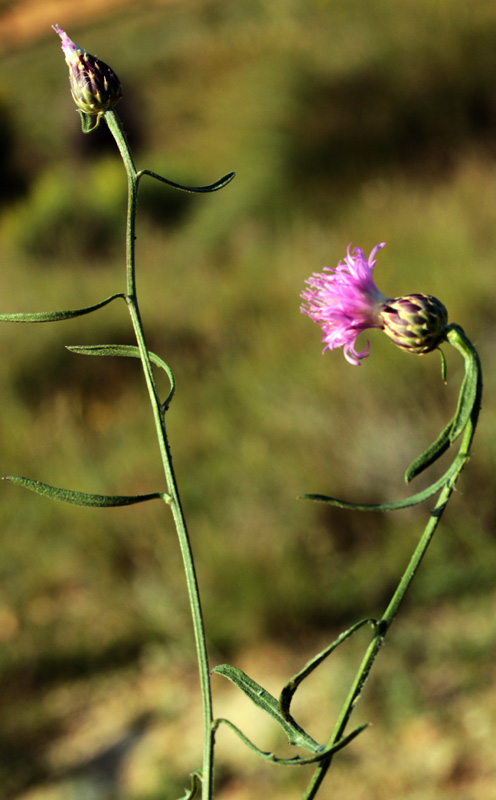 Asteracées - Centaurea sp 1 - Province de Murcia red 1.jpg