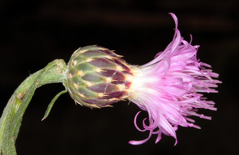 Asteracées - Centaurea sp 1 - Province de Murcia red 2.jpg