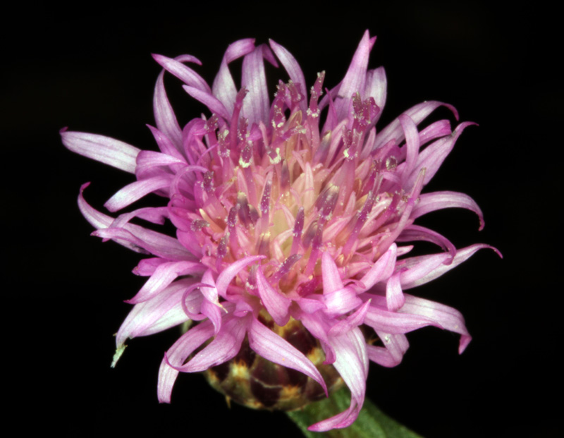 Asteracées - Centaurea sp 1 - Province de Murcia red 3.jpg