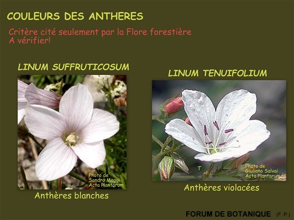 5 anthères.jpg