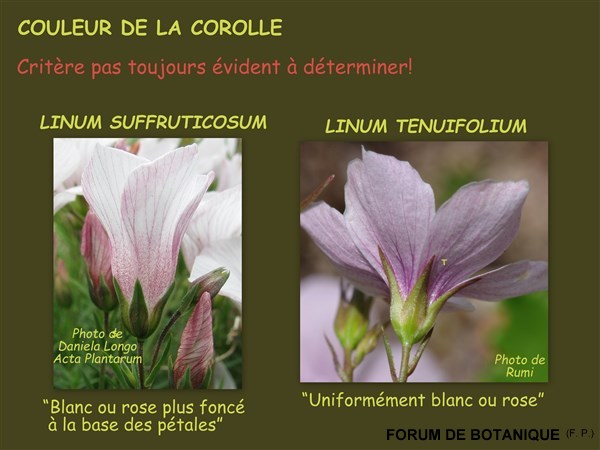 6 couleur de la corolle.jpg