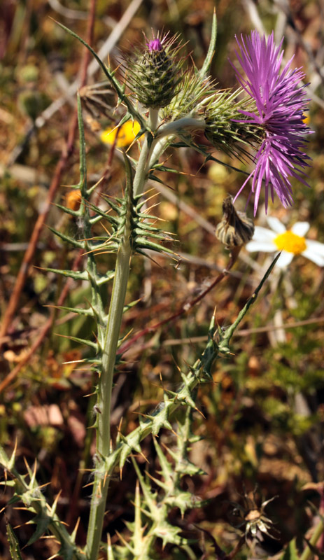 Asteracées - x 6 - Andalousie S-E Antequera red 1.jpg