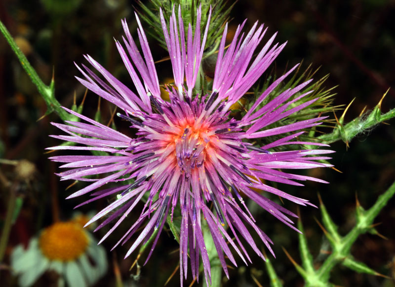 Asteracées - x 6 - Andalousie S-E Antequera red 3.jpg