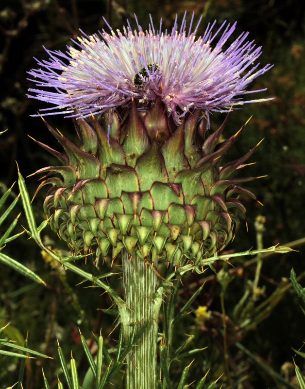 Asteracées - x 5 - Andalousie S-E Antequera red 1.jpg