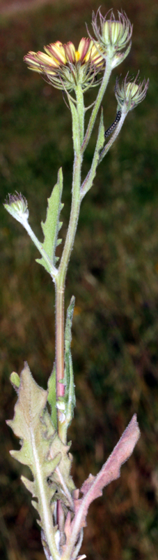 Asteracées - X 2 - Extremadure red 1.jpg