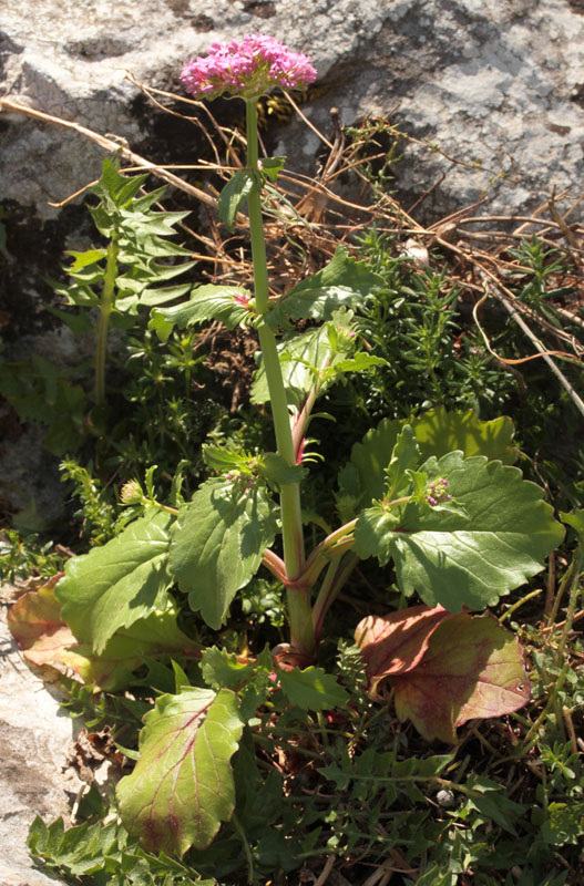 Valerianacées - Valeriana sp - Andalousie Sra Grazalema red 1.jpg