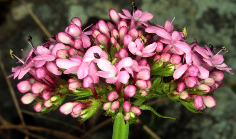 Valerianacées - Valeriana sp - Andalousie Sra Grazalema red 2.jpg