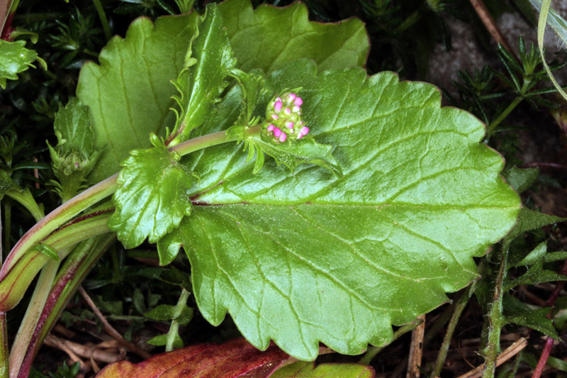 Valerianacées - Valeriana sp - Andalousie Sra Grazalema red 3.jpg