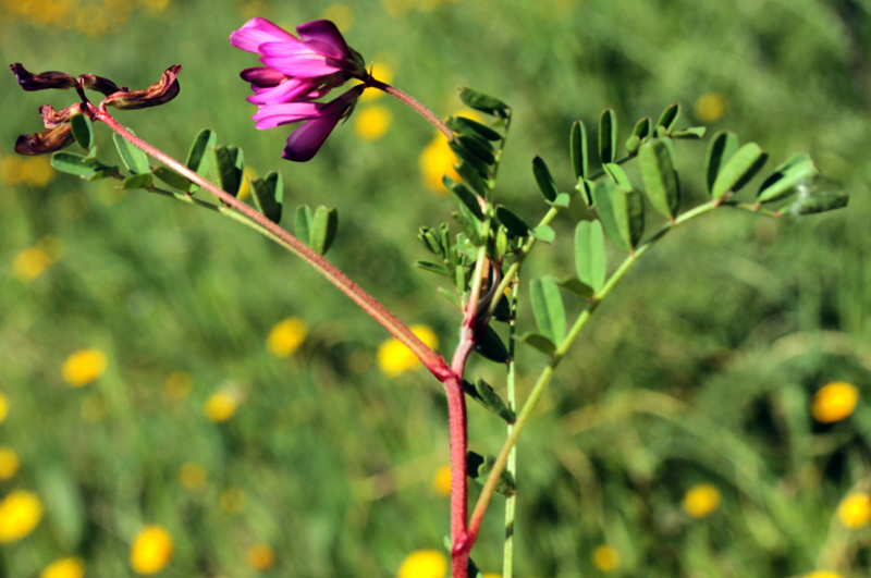 Fabacées - X3 - Andalousie S-E Antequira red 1.jpg