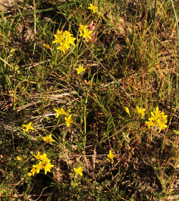 Brassicacées - X3 - Castille-Mancha red 1.jpg