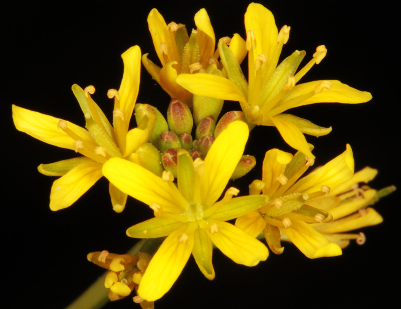 Brassicacées - X3 - Castille-Mancha red 3.jpg