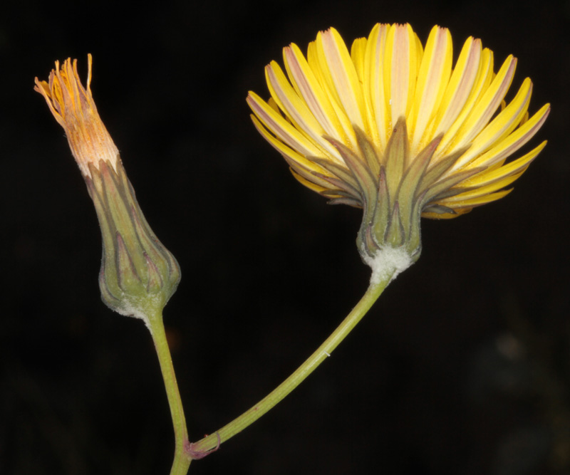 Asteracées - X 1 - Province de Murcia red 3.jpg