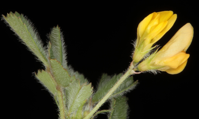 Fabacées - Medicago sp1 (luzerne ) - Andalousie Snia de Ronda red 2.jpg