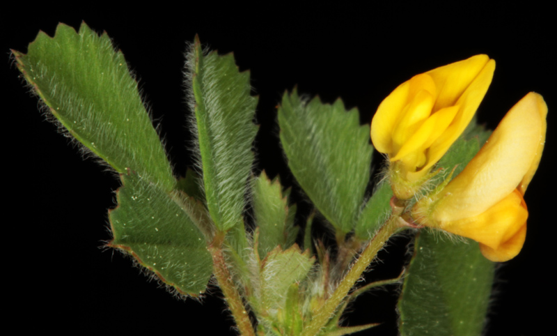 Fabacées - Medicago sp1 (luzerne ) - Andalousie Snia de Ronda red 3.jpg