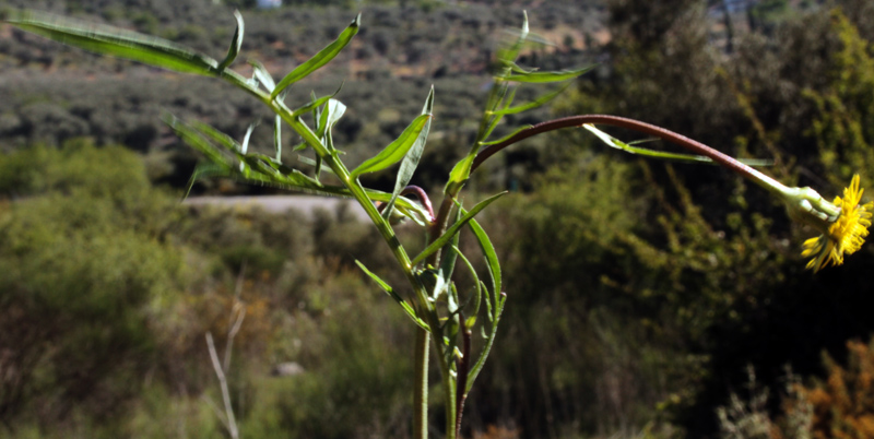 Asteracées - x 3 - Andalousie Alhama de Granada red 1.jpg