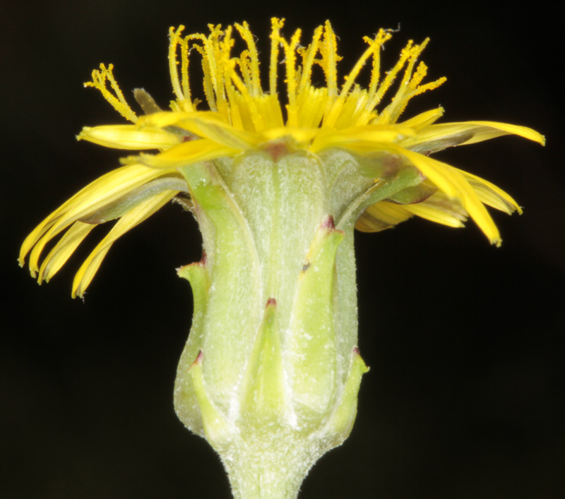 Asteracées - x 3 - Andalousie Alhama de Granada red 2.jpg