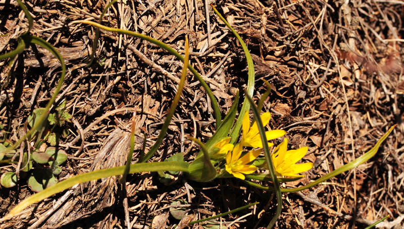 Liliacées - Gagea sp3 - Andalousie Sra Nevada 2000 m red 1.jpg