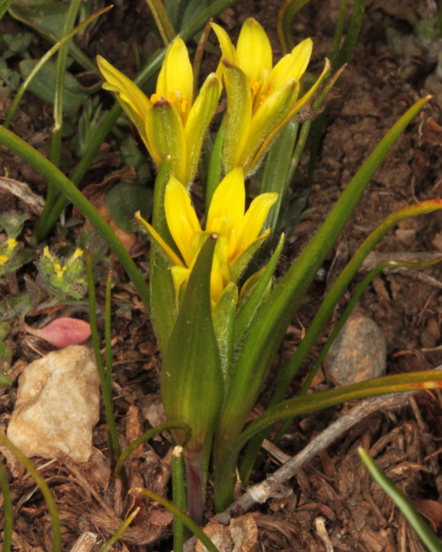 Liliacées - Gagea sp3 - Andalousie Sra Nevada 2000 m red 2.jpg