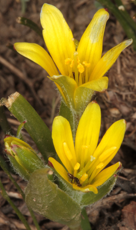 Liliacées - Gagea sp3 - Andalousie Sra Nevada 2000 m red 3.jpg