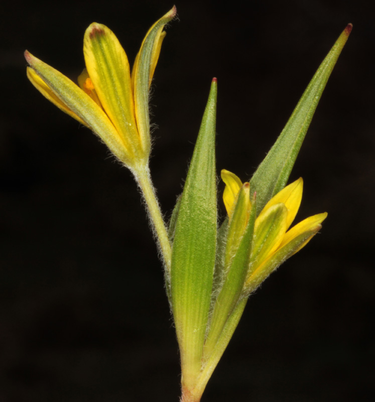 Liliacées - Gagea sp3 - Andalousie Sra Nevada 2000 m red 4.jpg